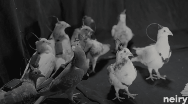 最強間諜武器？ 俄羅斯將晶片植入鴿子大腦 變身無人機可日飛480公里【官方：將有1用途】