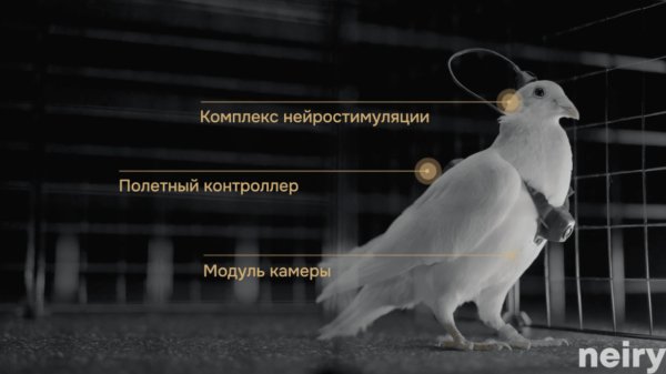 最強間諜武器？ 俄羅斯將晶片植入鴿子大腦 變身無人機可日飛480公里【官方：將有1用途】