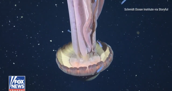 圖片來源:X @FoxNews 圖片來源:X @FoxNews