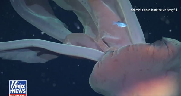 圖片來源:X @FoxNews 圖片來源:X @FoxNews