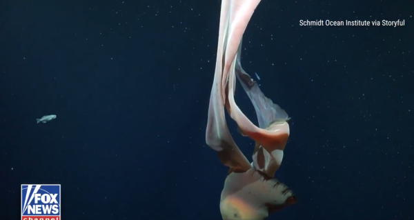 圖片來源:X @FoxNews 圖片來源:X @FoxNews