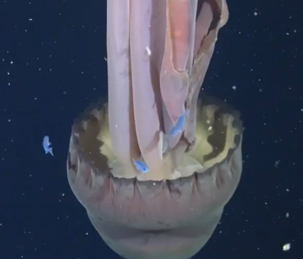 圖片來源:X @FoxNews 圖片來源:X @FoxNews