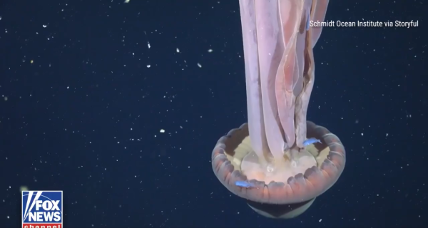 圖片來源:X @FoxNews 圖片來源:X @FoxNews