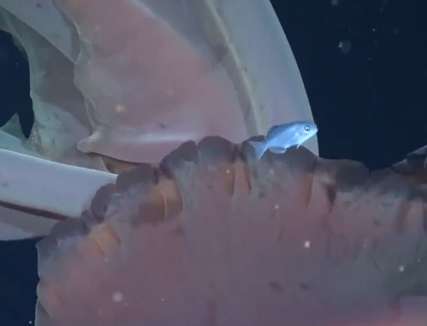 圖片來源:X @FoxNews 圖片來源:X @FoxNews