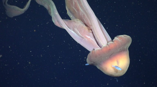 圖片來源:Schmidt Ocean Institute 圖片來源:Schmidt Ocean Institute