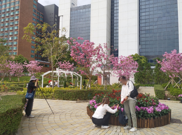 屯門「港版河津櫻」粉紅羊蹄甲！滿開成隧道 兆康站行10分鐘到秘境花海