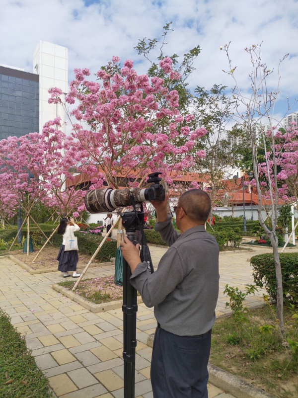 屯門「港版河津櫻」粉紅羊蹄甲！滿開成隧道 兆康站行10分鐘到秘境花海