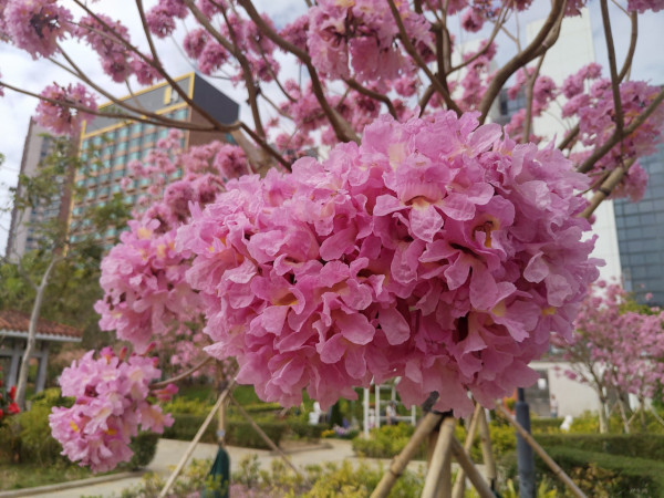 將軍澳驚現絕美「黃金雨」!黃花風鈴木搶閘大爆發 錯過極短花期要等下年