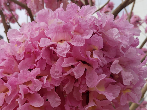 風鈴木提早爆發2026！全港3大絕美花海：粉嶺罕見紫雲盛放/奧運粉紅隧道