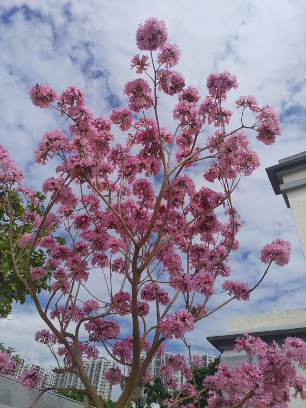 風鈴木提早爆發2026！全港3大絕美花海：粉嶺罕見紫雲盛放/奧運粉紅隧道