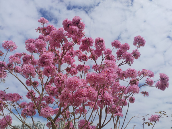 風鈴木提早爆發2026!全港3大絕美花海:粉嶺罕見紫雲盛放/奧運粉紅隧道