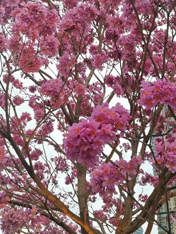 風鈴木提早爆發2026！全港3大絕美花海：粉嶺罕見紫雲盛放/奧運粉紅隧道