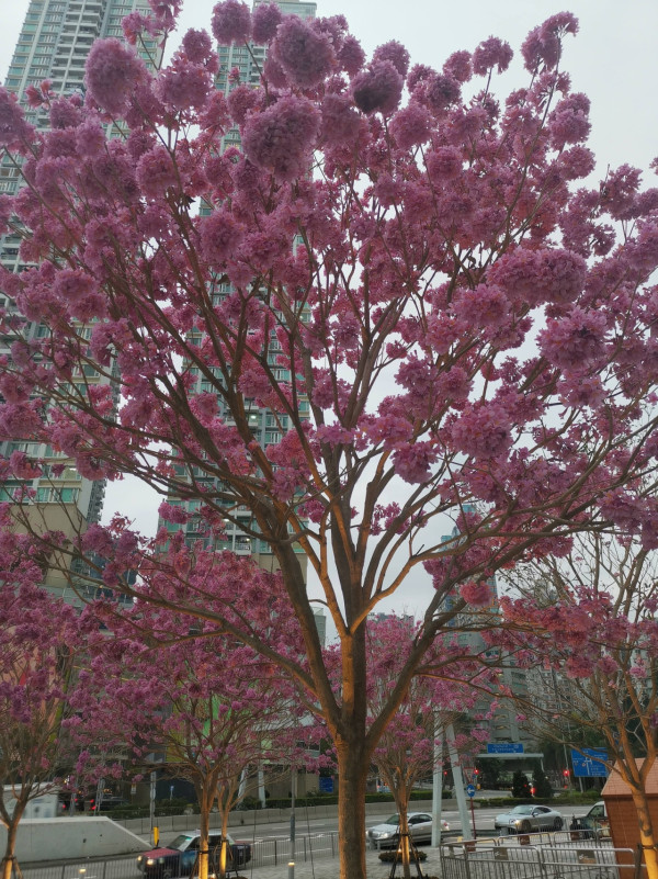 風鈴木提早爆發2026！全港3大絕美花海：粉嶺罕見紫雲盛放/奧運粉紅隧道