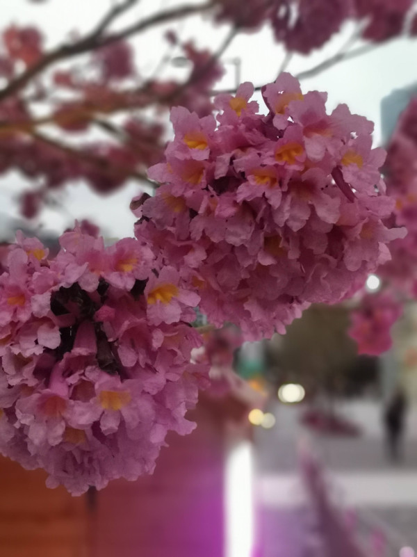 風鈴木提早爆發2026！全港3大絕美花海：粉嶺罕見紫雲盛放/奧運粉紅隧道