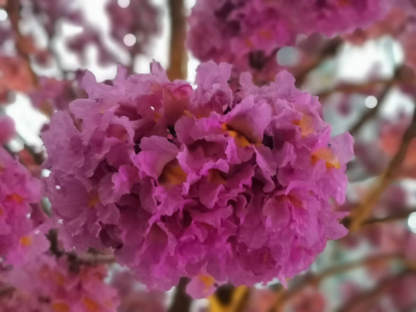 風鈴木提早爆發2026!全港3大絕美花海:粉嶺罕見紫雲盛放/奧運粉紅隧道