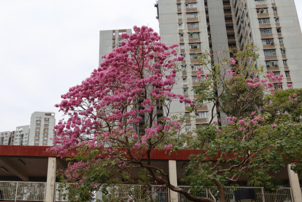 風鈴木提早爆發2026！全港3大絕美花海：粉嶺罕見紫雲盛放/奧運粉紅隧道