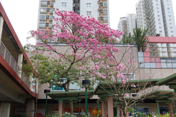 風鈴木提早爆發2026！全港3大絕美花海：粉嶺罕見紫雲盛放/奧運粉紅隧道