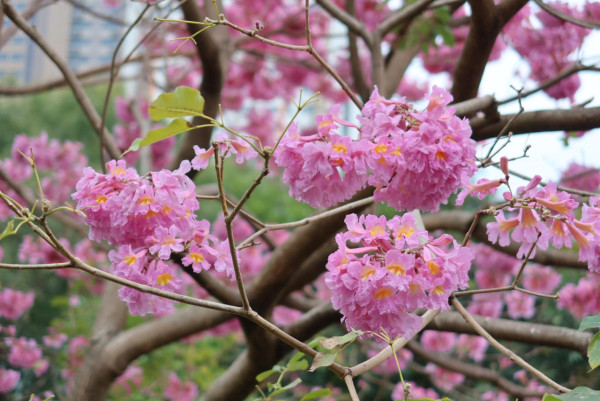 風鈴木提早爆發2026!全港3大絕美花海:粉嶺罕見紫雲盛放/奧運粉紅隧道