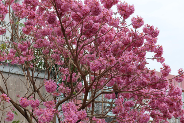 風鈴木提早爆發2026！全港3大絕美花海：粉嶺罕見紫雲盛放/奧運粉紅隧道