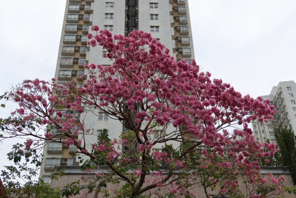 風鈴木提早爆發2026！全港3大絕美花海：粉嶺罕見紫雲盛放/奧運粉紅隧道