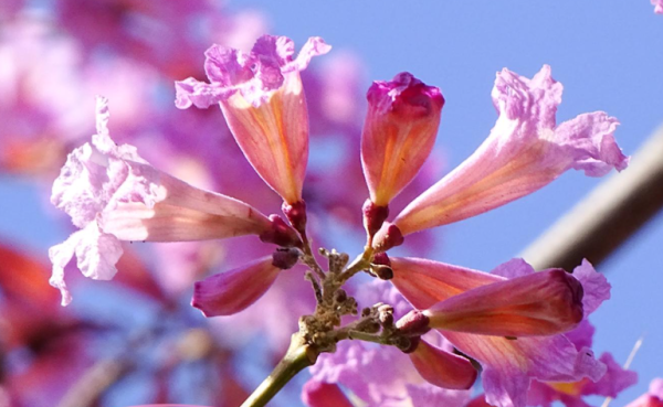 風鈴木提早爆發2026!全港3大絕美花海:粉嶺罕見紫雲盛放/奧運粉紅隧道