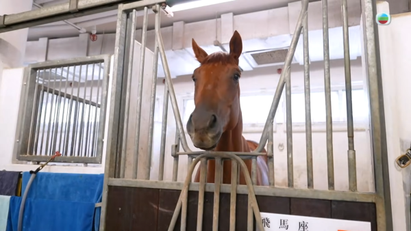 馬年初三賽馬日2026｜專家教1招馬場貼中頭馬！幸運數字/顏色/出門位置都有講究