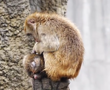 圖片來源:X @ichikawa_zoo 圖片來源:X @ichikawa_zoo