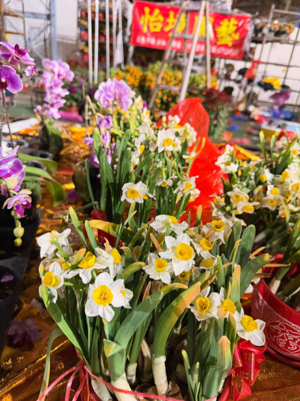 姜濤化身「市民姜先生」現身維園年宵！包到冚幫襯中學生檔口仍被認出：係咪姜濤