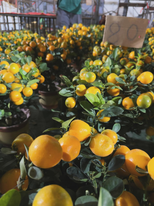 姜濤化身「市民姜先生」現身維園年宵！包到冚幫襯中學生檔口仍被認出：係咪姜濤