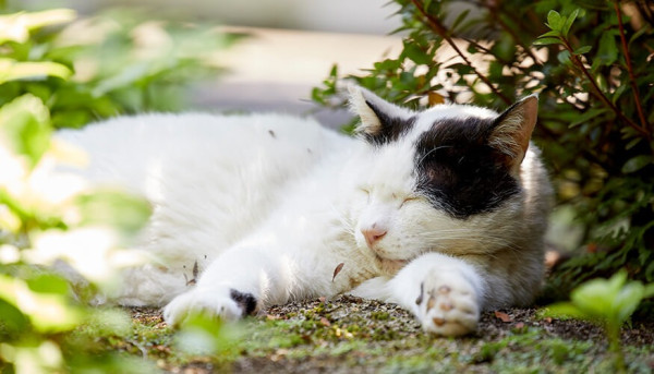 圖片來源:豪德寺 圖片來源:豪德寺