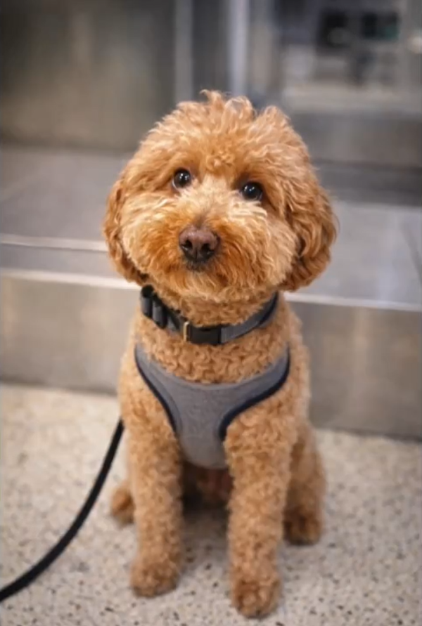 圖片來源：X @LVMPD