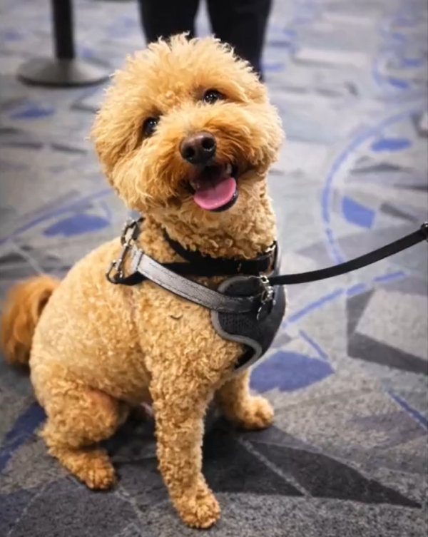 圖片來源：X @LVMPD