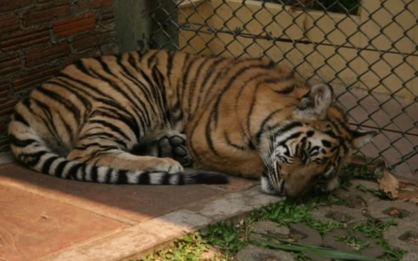  照片來源：小紅書@清迈那些事儿