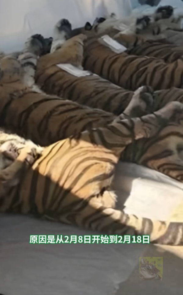 清邁老虎園爆貓瘟12日死72虎屍堆成山急封園 官方解答會否傳人 