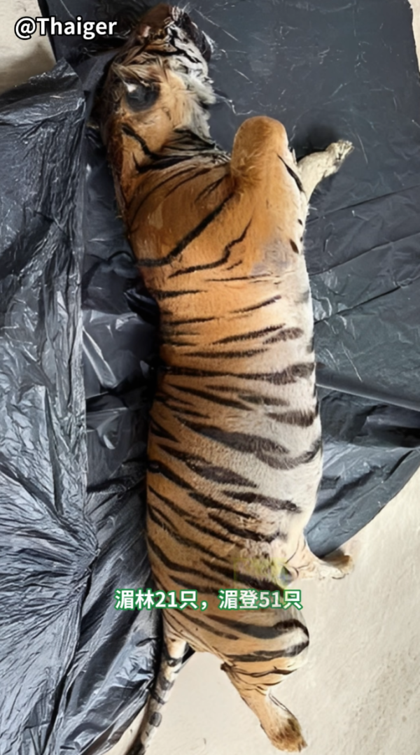 清邁老虎園爆貓瘟12日死72虎屍堆成山急封園 官方解答會否傳人 