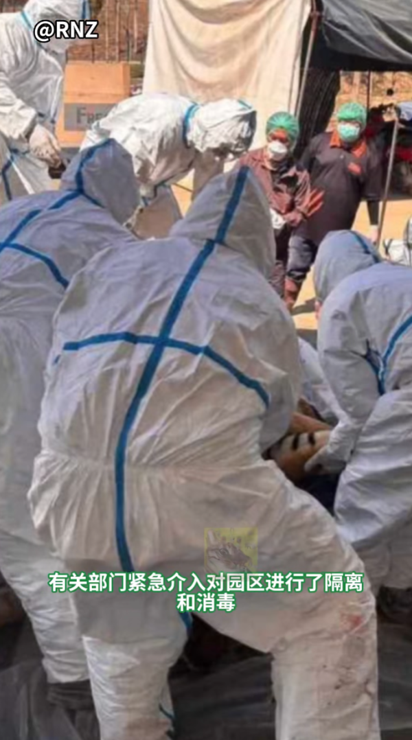 清邁老虎園爆貓瘟12日死72虎屍堆成山急封園 官方解答會否傳人 