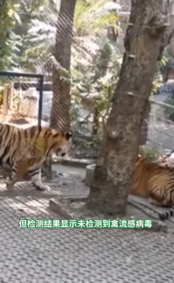 清邁老虎園爆貓瘟12日死72虎屍堆成山急封園 官方解答會否傳人 