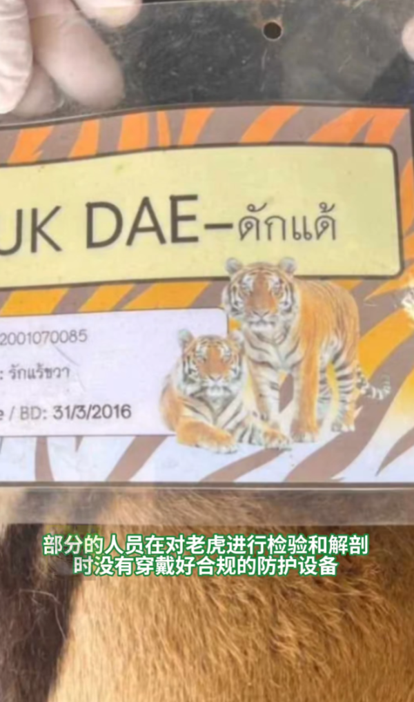 清邁老虎園爆貓瘟12日死72虎屍堆成山急封園 官方解答會否傳人 