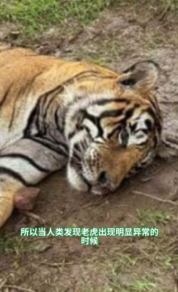 照片來源：小紅書@狸猫之一