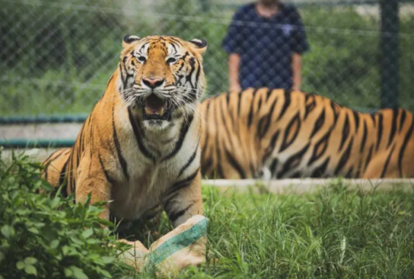 照片來源：KKDay