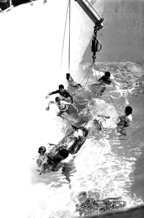 海洋公園最後北極狐「小高」離世！展館宣佈關閉網民不捨：盤點6大已故動物