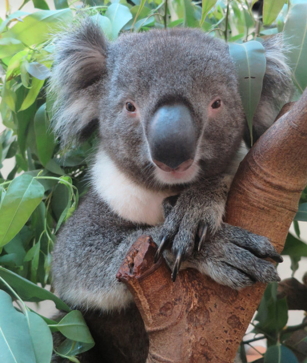 海洋公園最後北極狐「小高」離世！展館宣佈關閉網民不捨：盤點6大已故動物
