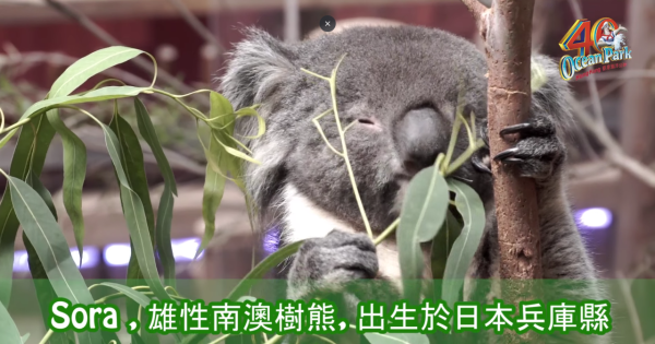 海洋公園最後北極狐「小高」離世！展館宣佈關閉網民不捨：盤點6大已故動物