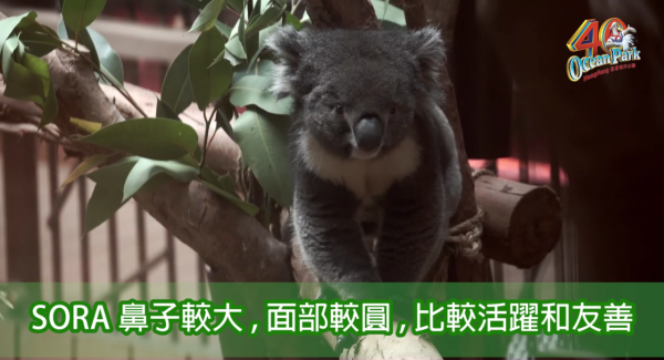 海洋公園最後北極狐「小高」離世！展館宣佈關閉網民不捨：盤點6大已故動物