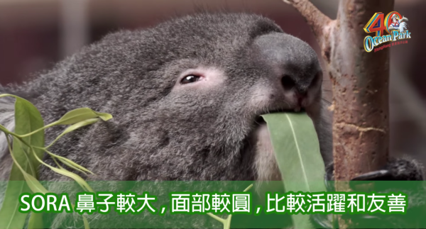 海洋公園最後北極狐「小高」離世！展館宣佈關閉網民不捨：盤點6大已故動物