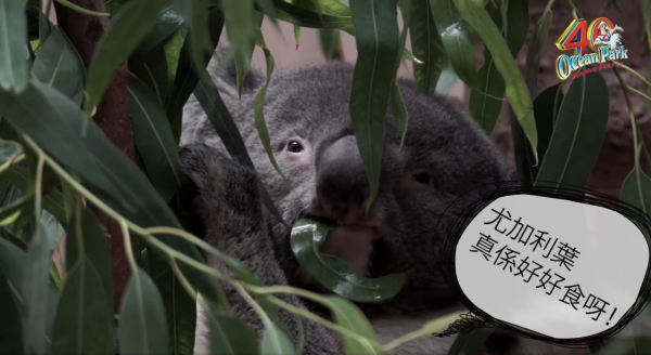 海洋公園最後北極狐「小高」離世！展館宣佈關閉網民不捨：盤點6大已故動物