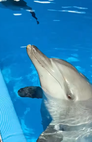 海洋公園最後北極狐「小高」離世！展館宣佈關閉網民不捨：盤點6大已故動物