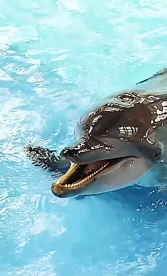 海洋公園最後北極狐「小高」離世！展館宣佈關閉網民不捨：盤點6大已故動物