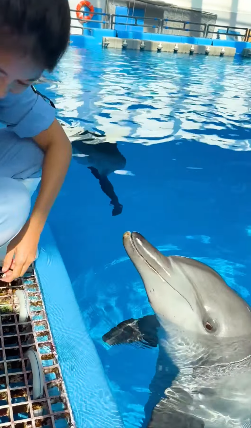 海洋公園最後北極狐「小高」離世！展館宣佈關閉網民不捨：盤點6大已故動物