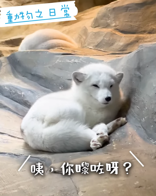 海洋公園最後北極狐「小高」離世！展館宣佈關閉網民不捨：盤點6大已故動物